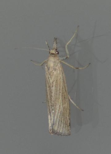 Réf. 233 417 : Pediasia luteella